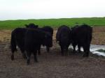 Image: Cattle at Rotherby